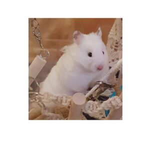 Hamster, Cavia diversen