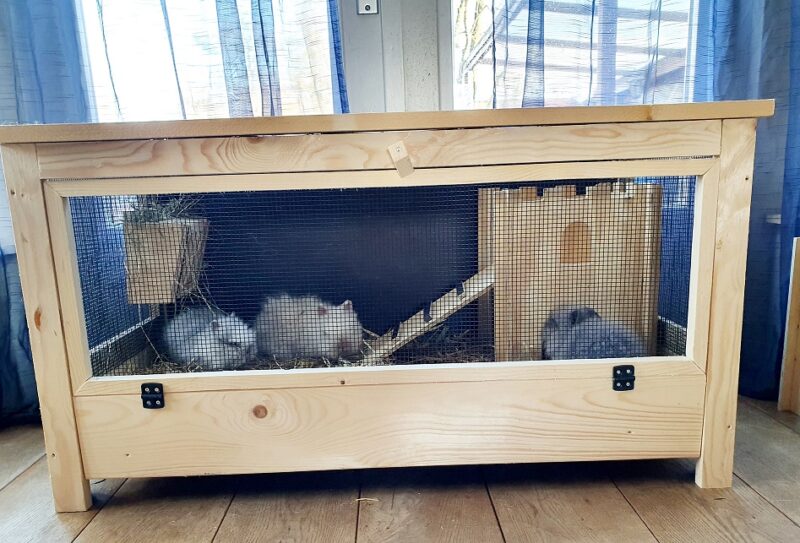 Rabbit Binnenhok TP 501